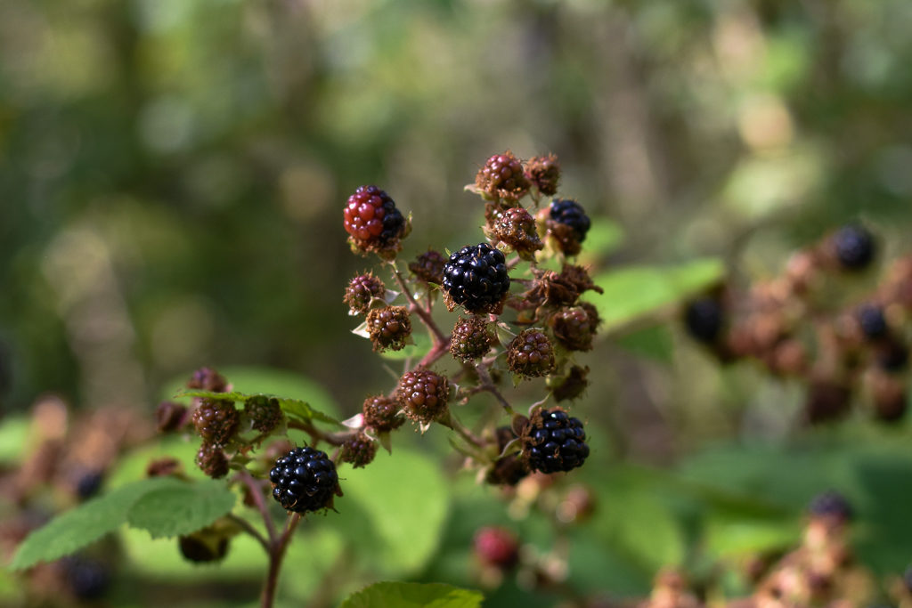 Blackberries