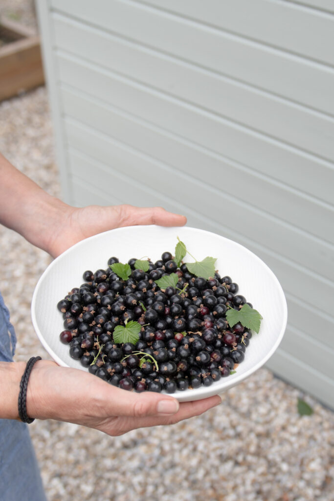 Blackcurrants
