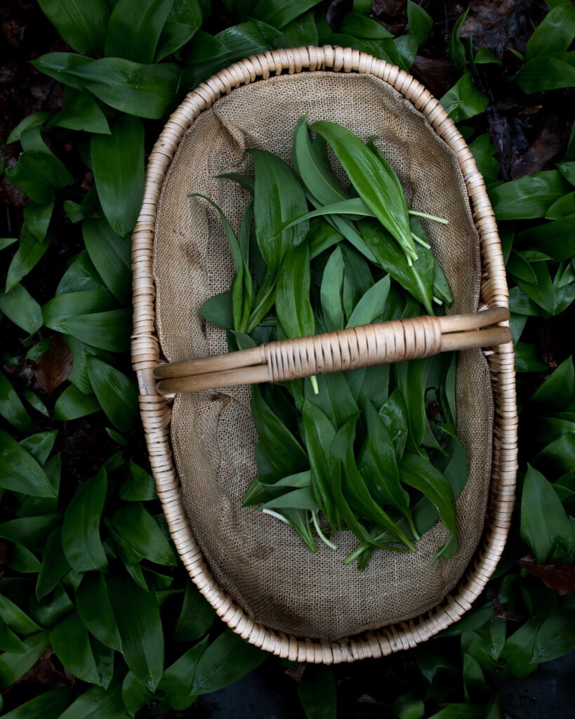Wild garlic in a basket