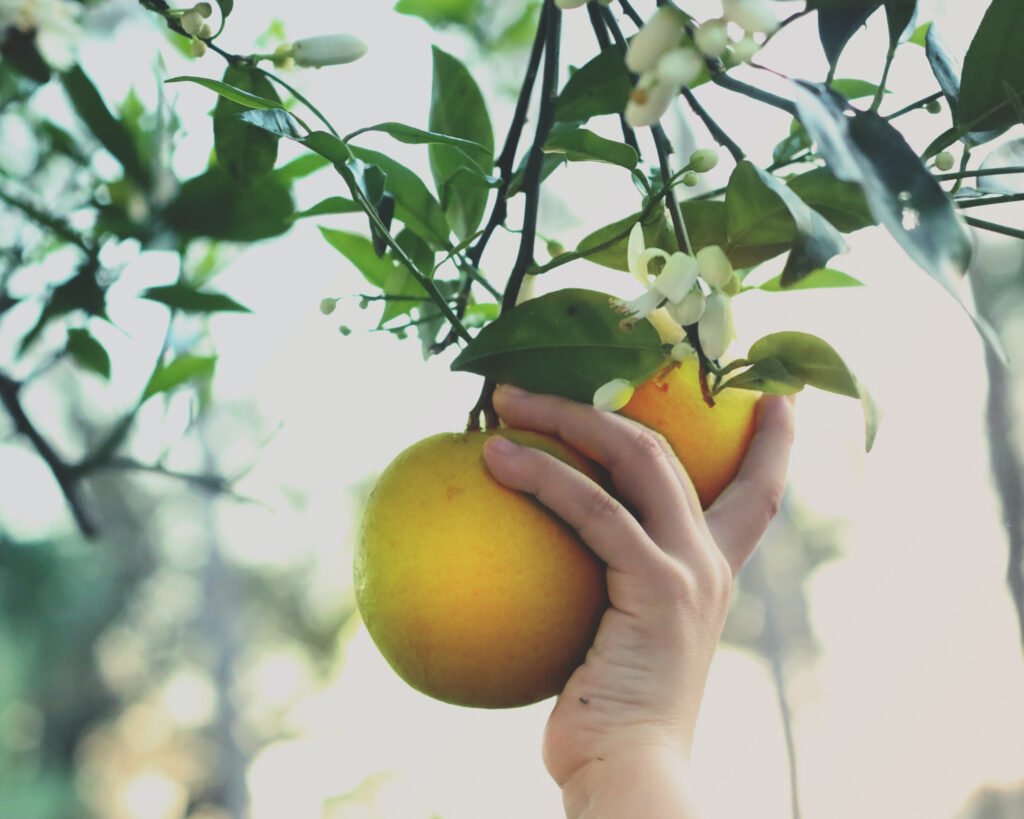 Orange Blossom